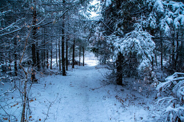 winter forest in the snow