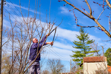 Gardener is cutting branches, pruning fruit trees with pruning shears in the orchard