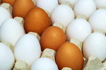 Fresh white and brown chicken eggs in tray. Egg is the main ingredient for cooking