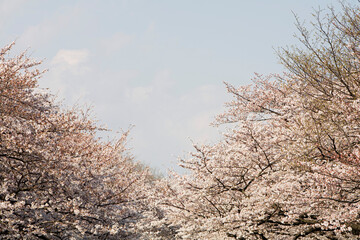 Japanese Scenes and Scenics