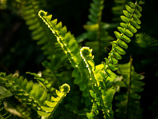 Sword Fern Leaves Growing