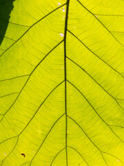Fototapeta na wymiar Pattern of Teak Leaf