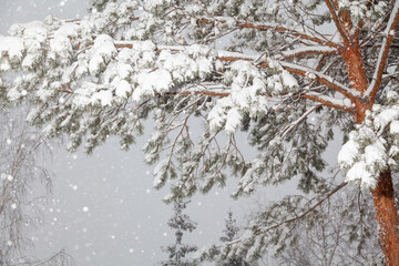 Snow lies on pine branch bottom view
