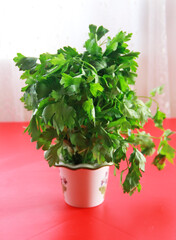 a bunch of natural green parsley with leaves