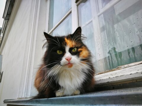 a tricolor street cat sits on an iron window sill and looks directly at the camera