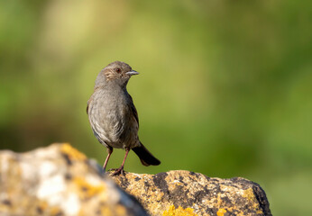 
Dunnock, Hedge sparrow, Prunella Modularis, British garden bird