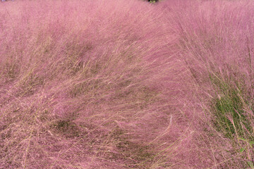 Pink hairawn muhly, Muhlenbergia capillaris