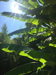 Botanical banana leaf cevennes unesco national parc in the south of France sunny eco tourism paradise