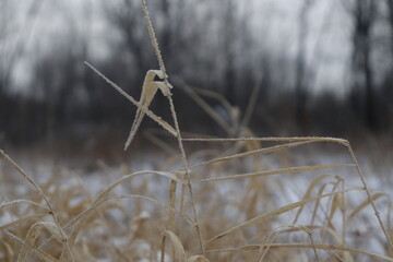 grasshopper on the grass