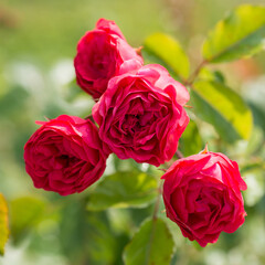 Red rose close up in nature