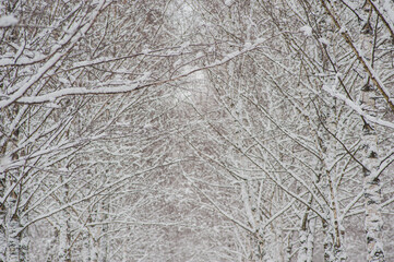 birch tree branches covered with snow.