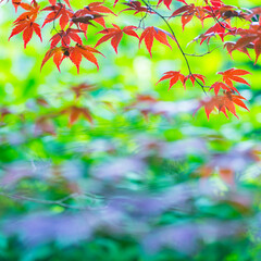 Japanese Red Maple (Acer japonicus) Ilex Arboretum, National Conservatoire of Ilex, La Nivelle, Meung-sur-Loire Village, Loiret Department, The Loire Valley, France, Europe