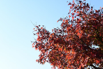 red autumn leaves against blue sky