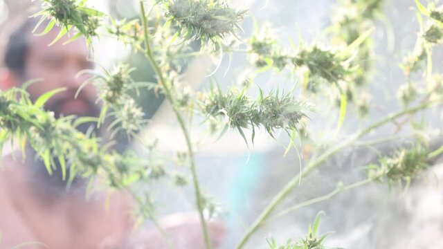 Slow motion of smoke from marijuana cannabis blunt with green cultivation cannabis, hemp CBD marijuana.