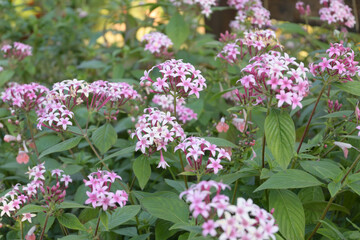 pink and white flowers