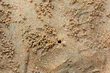 Crab,Ocypode ,Wind crab are playing on the sand art