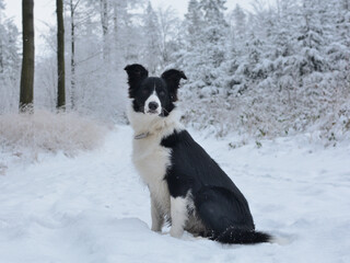 Border collie w zimowym lesie