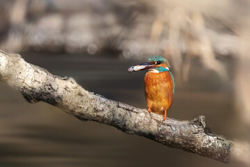 Kingfisher on a branch with fish