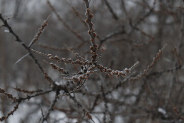 Macro filming of a sea buckthorn tree twig november