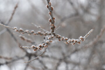 Macro filming of a sea buckthorn tree twig november