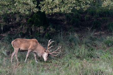 Isolated Red deer male at the edge of the woodland (Cervus elaphus)