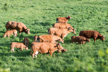 Les vaches, des animaux paisibles