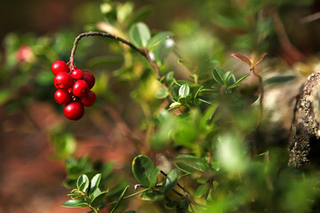 lingonberry berries, in the forest, on a natural background. 