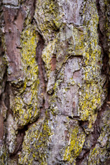 Pine tree textured bark close up with mossy green lichens ~BARK OF A TREE~