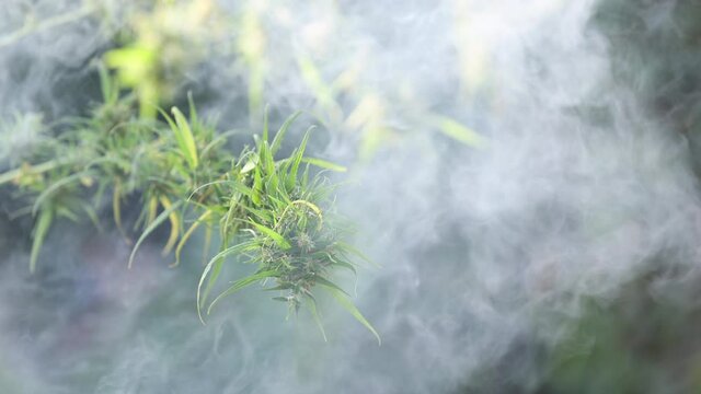 Slow motion of smoke from marijuana cannabis blunt with green cultivation cannabis, hemp CBD marijuana.