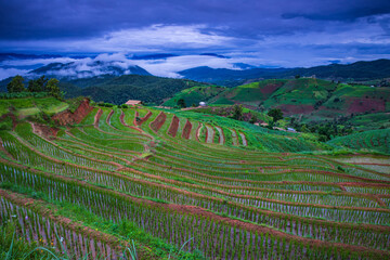 Fototapeta na wymiar Beautiful rice field in the countryside of northern Thailand.