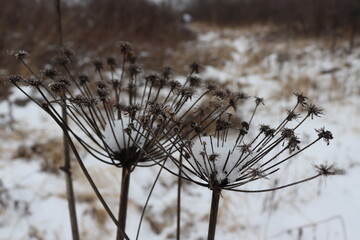 close up of a thistle