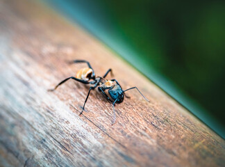 ant on a leaf