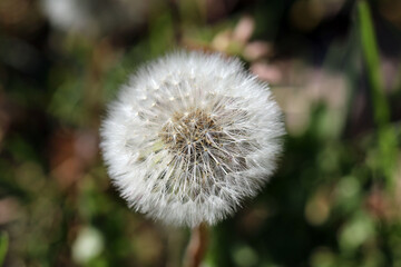 Obraz premium Hintergrund Frühling - Nahaufnahme einer Blüte von einem reifen Löwenzahn - mit Textfreiraum