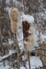 snow covered branches