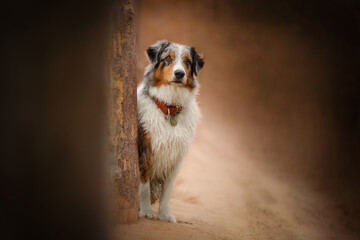 Obraz premium dog portrait