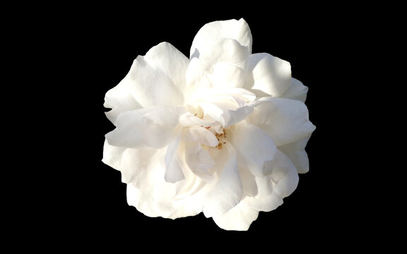 White rose isolated on black background