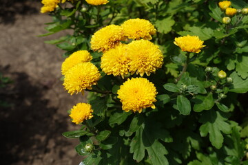Amber yellow flowers of Chrysanthemums in July