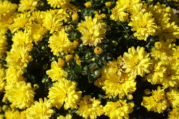 Backgrouтd - yellow flowers of Chrysanthemums in mid October