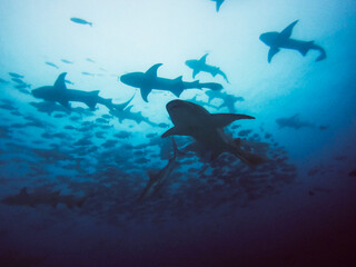 swarm of sharks swimming close to surface (shot from down to up)