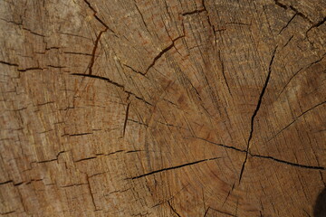 Fototapeta premium Detail of a ringed and cracked pine tree trunk