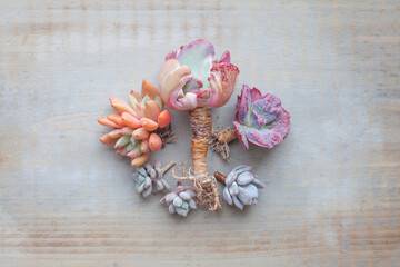 Beautiful vintage background with rare succulent echeveria plants