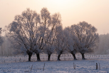   Mroźny zimowy dzień na Podlasiu, Polska