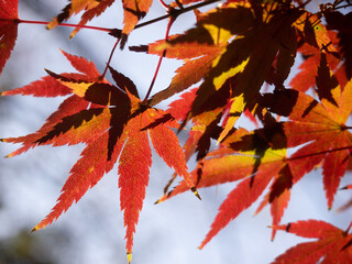 red maple leaves
