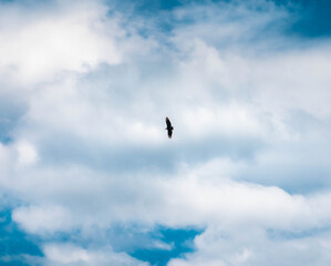 birds in the sky
