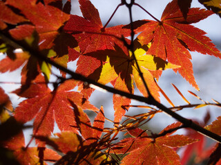 red maple leaves