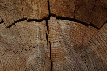 Fototapeta premium Detail of a ringed and cracked pine tree trunk
