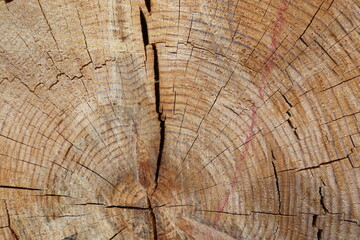 Fototapeta premium Detail of a ringed and cracked pine tree trunk
