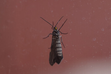 wasp