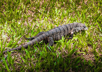 alligator in the grass