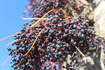 Die Beeren der selbstkletternden Jungfernrebe